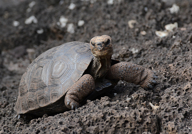 100+ year old tortoise