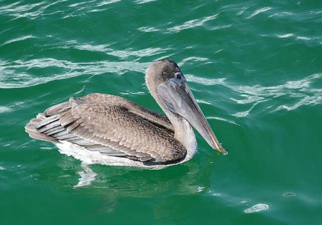Brown pelican waiting fruitlessly for handouts