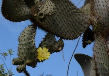 Common cactus flower - yellow iguana food!
