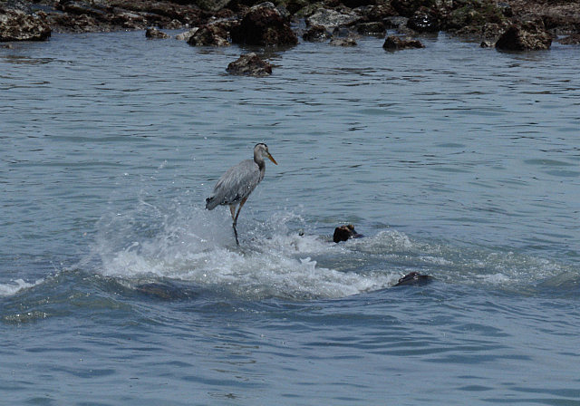 Great blue heron ignoring us