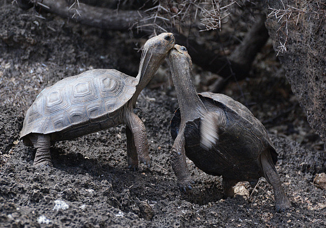 Juvenile tortoises fighting