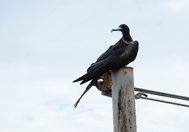 Magnificent frigate bird