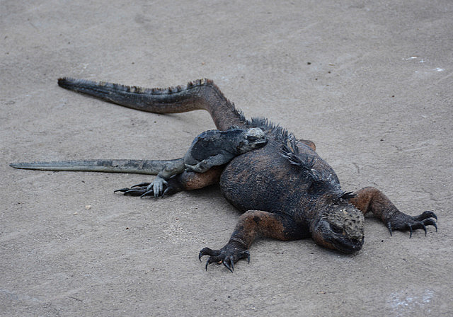 Momma iguana with baby