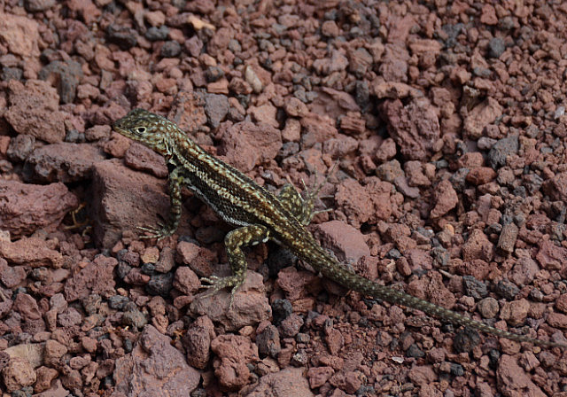 Tiny lava lizard