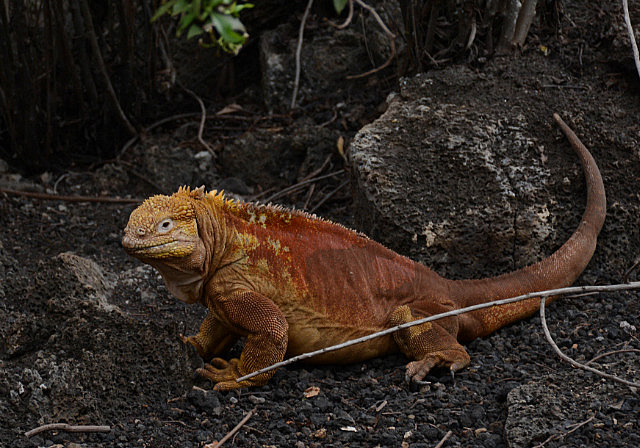 Yellow iguana