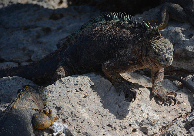 Marine iguana