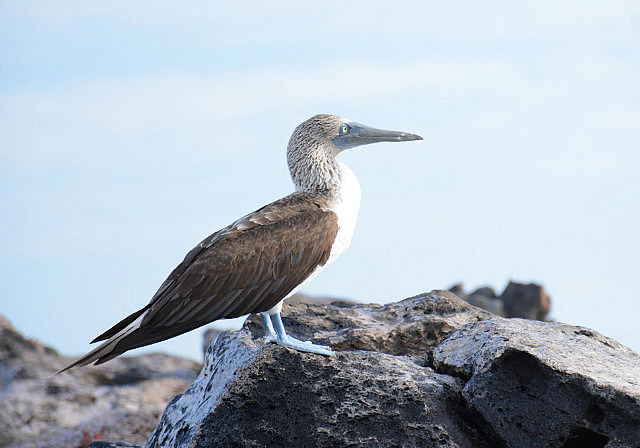 Blue-footed booby