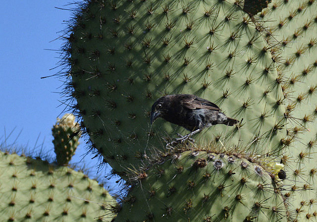 Cactus finch