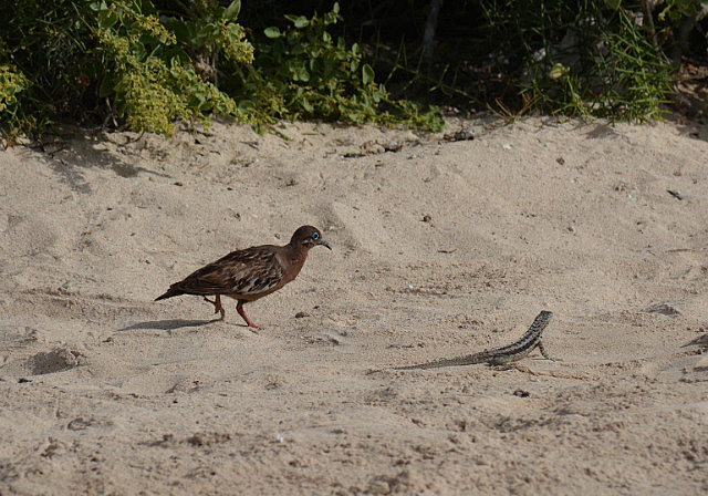Galápagos dove with lava lizard