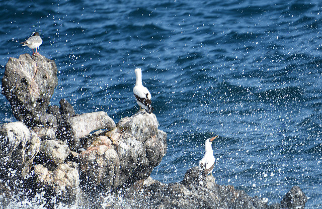 Swallow-tail gull and two Nazca boobies