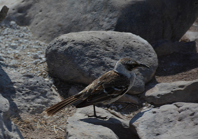 Galápagos mocking bird