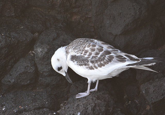 Immature swallow-tail gull