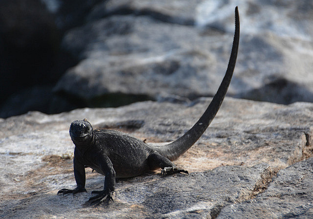 Juvenile iguana with tail in air