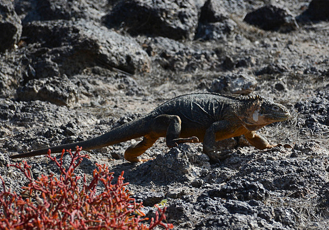 Marine iguana on the move