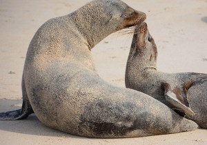 Mom and baby sea lion