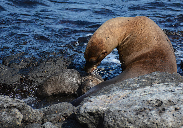 Mother sea lion and nursing pup