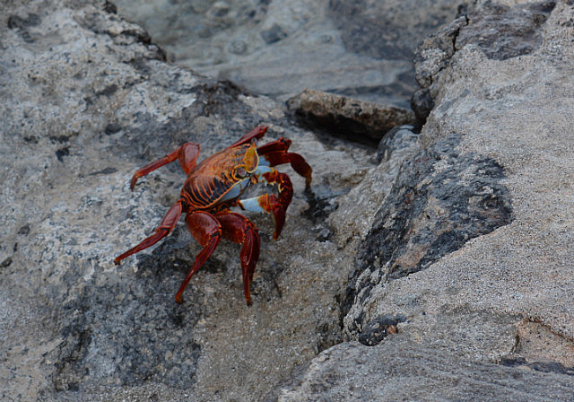 Sally Lightfoot crab