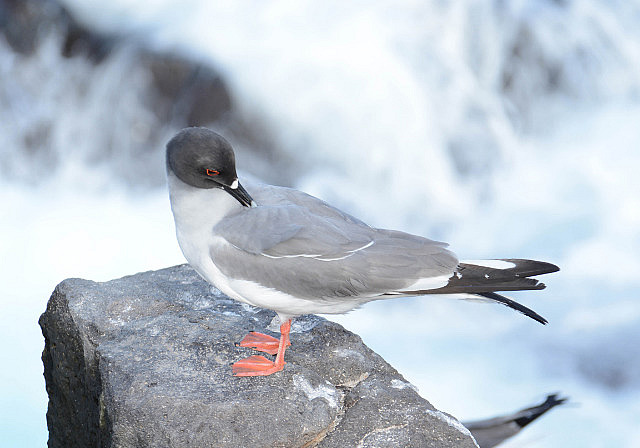 Swallow-tail gull