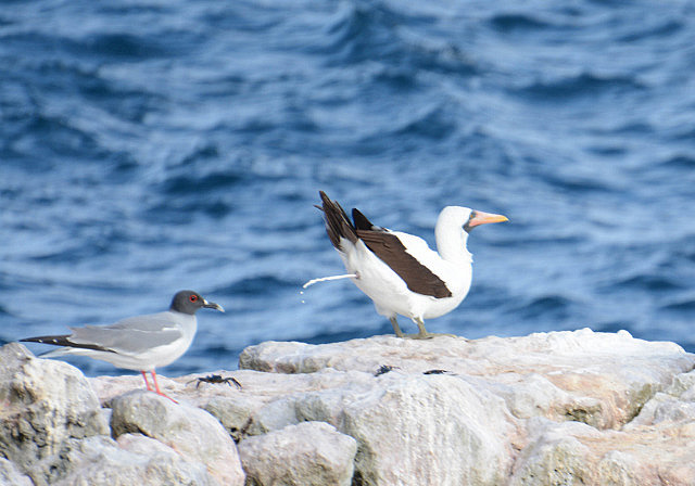 TMI with a Nazca booby