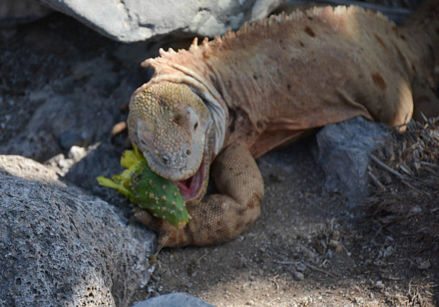 Young yellow iguana noshing on a piece of cactus