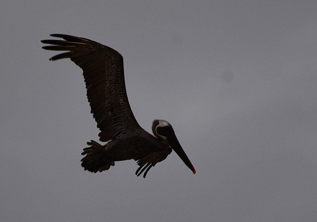 Brown pelican about to dive