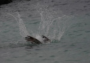 Brown pelican scooping up a fish