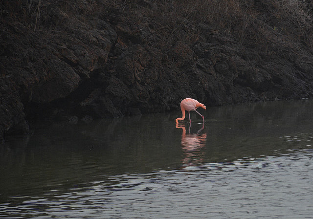 Flamingo in calm waters