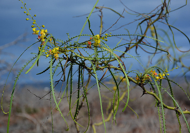 Jerusalem thorn