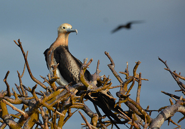 Juvenile great frigate bird