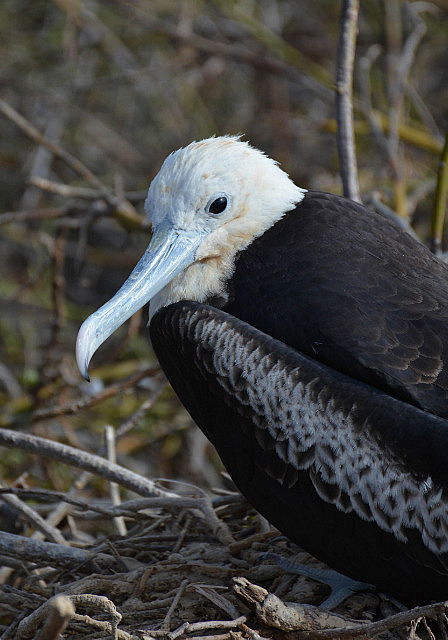 Juvenile magnificent frigate bird