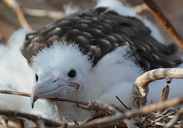 Magnificent frigate bird chick
