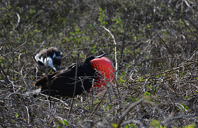 Magnificent frigate bird looking for a mate