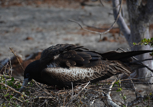 Momma magnigicent frigate bird cooling off