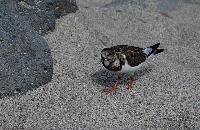 Ruddy turnstone