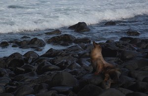 Sea lion sunbathing in the evening sun