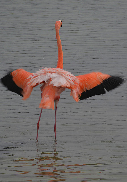 Stretching his wings, cooling off