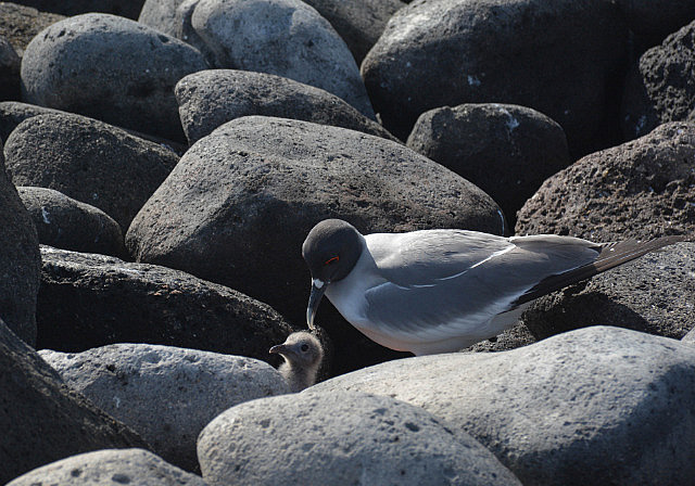Swallow-tail gull with chick