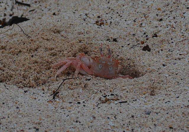 The elusive ghost crab