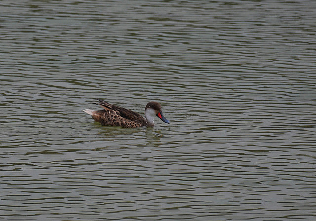 White-cheeked pintail duck