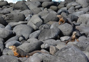 Yellow iguanas enjoying the sun
