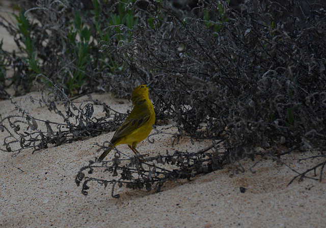 Yellow warbler