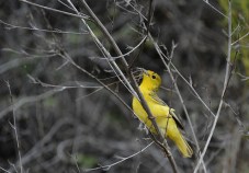 Beautiful female yellow warbler