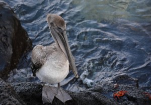 Brown pelican hoping for handouts