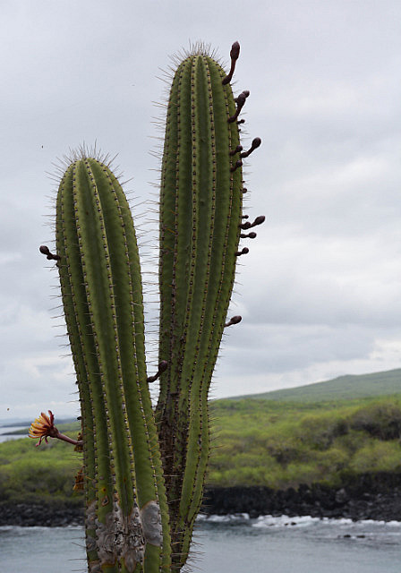 Cactus flowers grow from the fruit