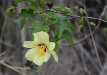 Galápagos cotton flower