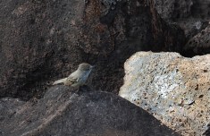 Galápagos fly catcher