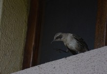 Galápagos mocking bird