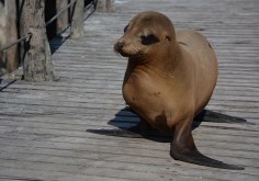 Sea lion meeting us at the pier