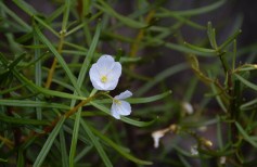 Guyaba flower