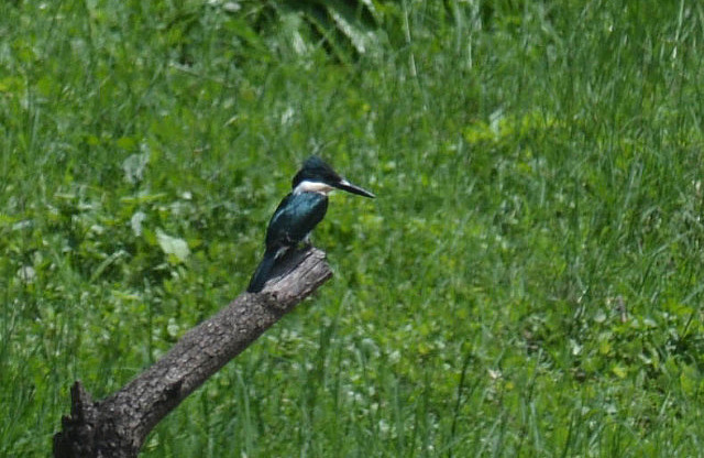 Green kingfisher